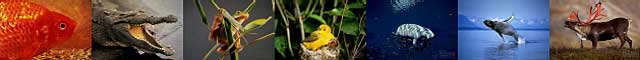 Wildlife Images